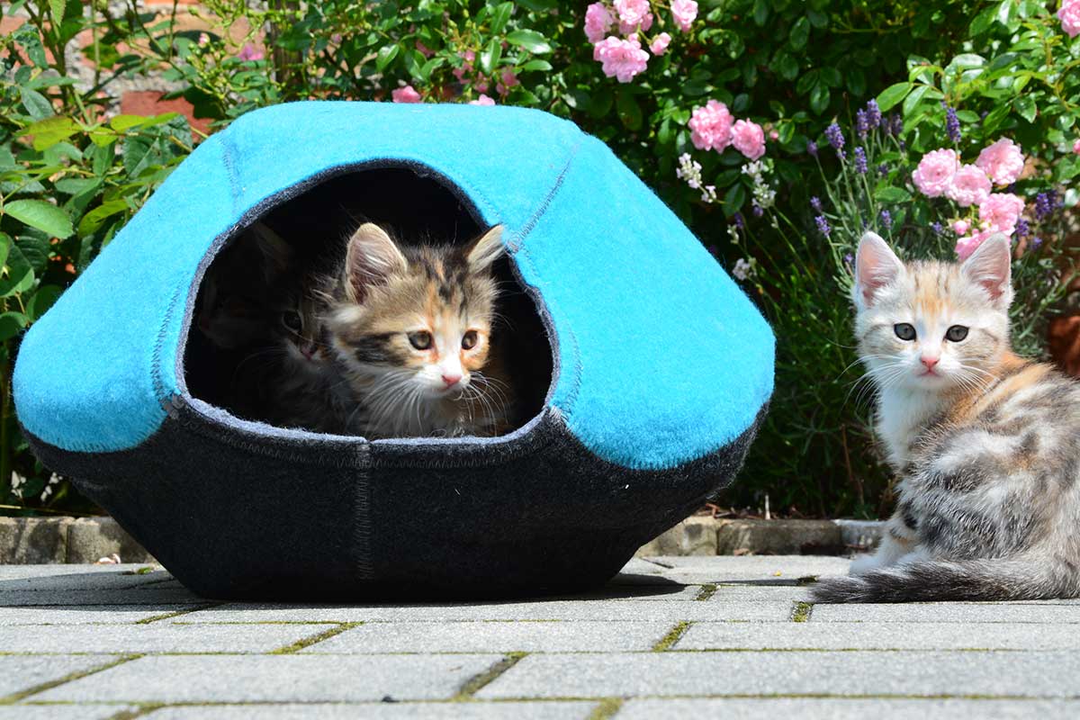 Katze Lazy Place Katzen-Höhle